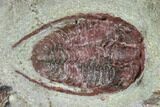 Red Bathycheilus Trilobite - Zagora, Morocco #105874-1
